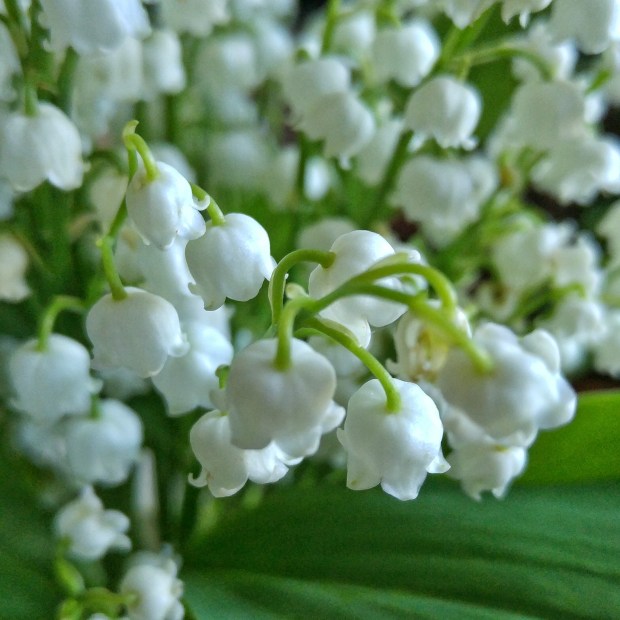 le-muguet